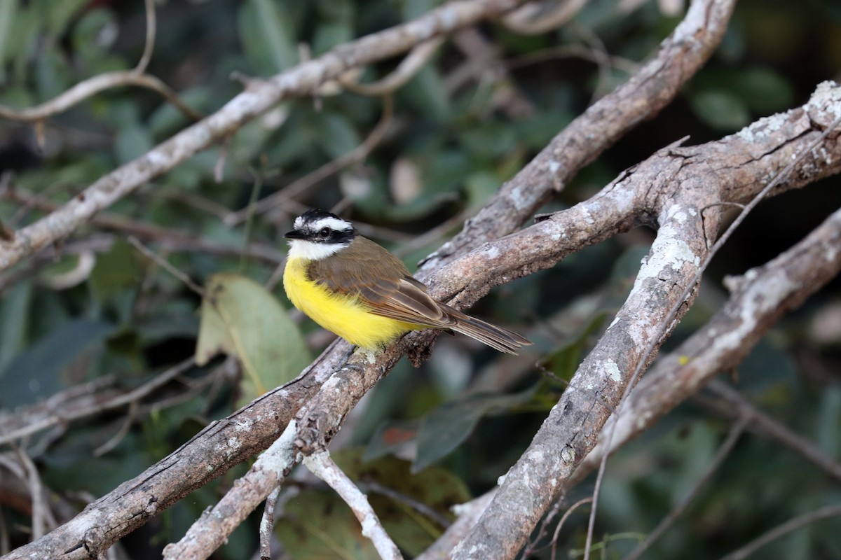 Lesser Kiskadee - ML641158281