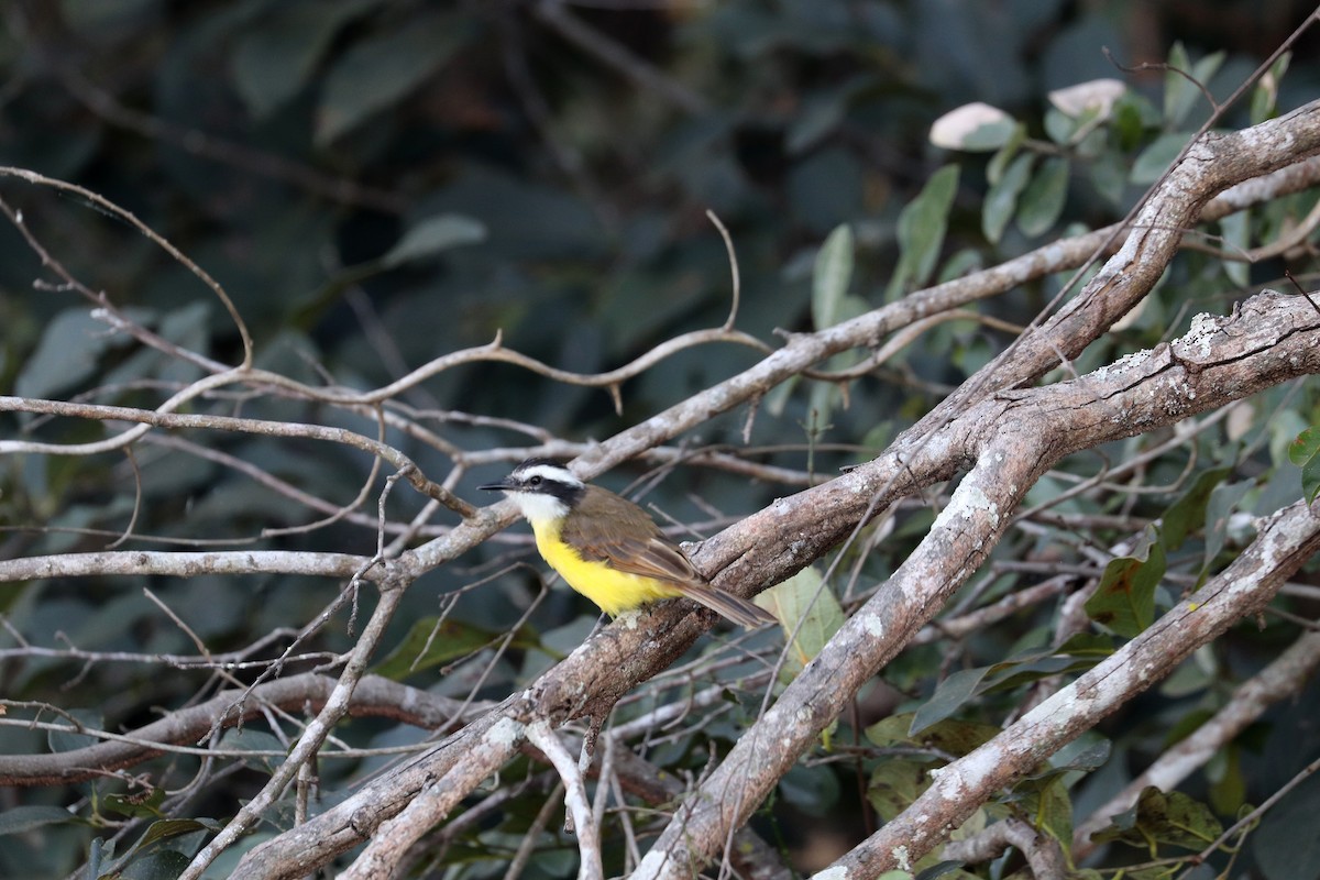 Lesser Kiskadee - ML641158282