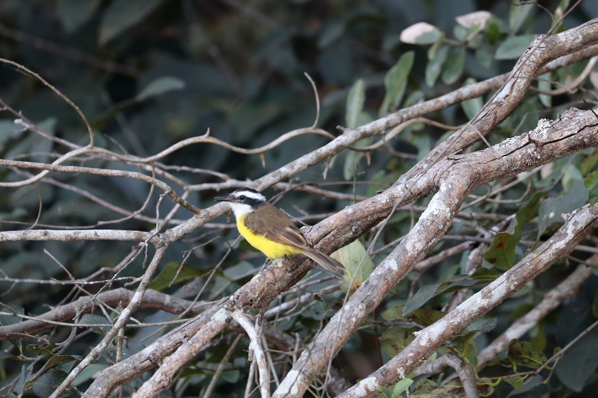 Lesser Kiskadee - ML641158283