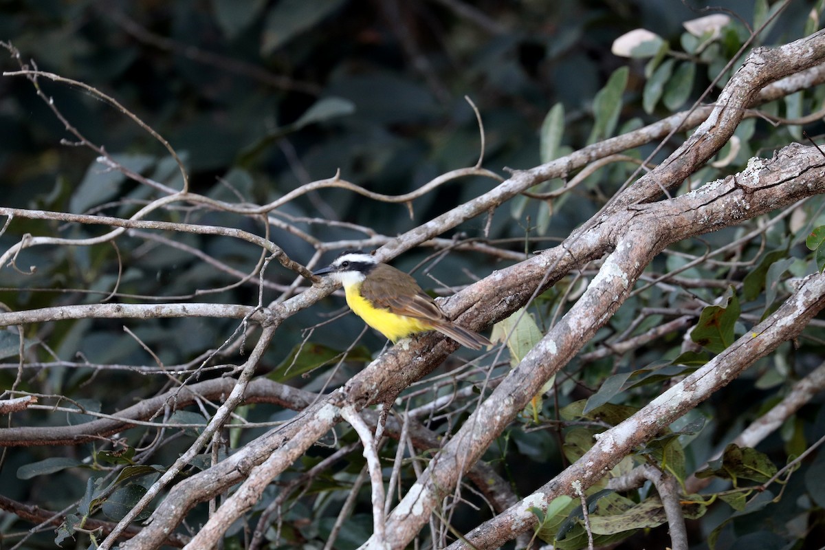 Lesser Kiskadee - ML641158284