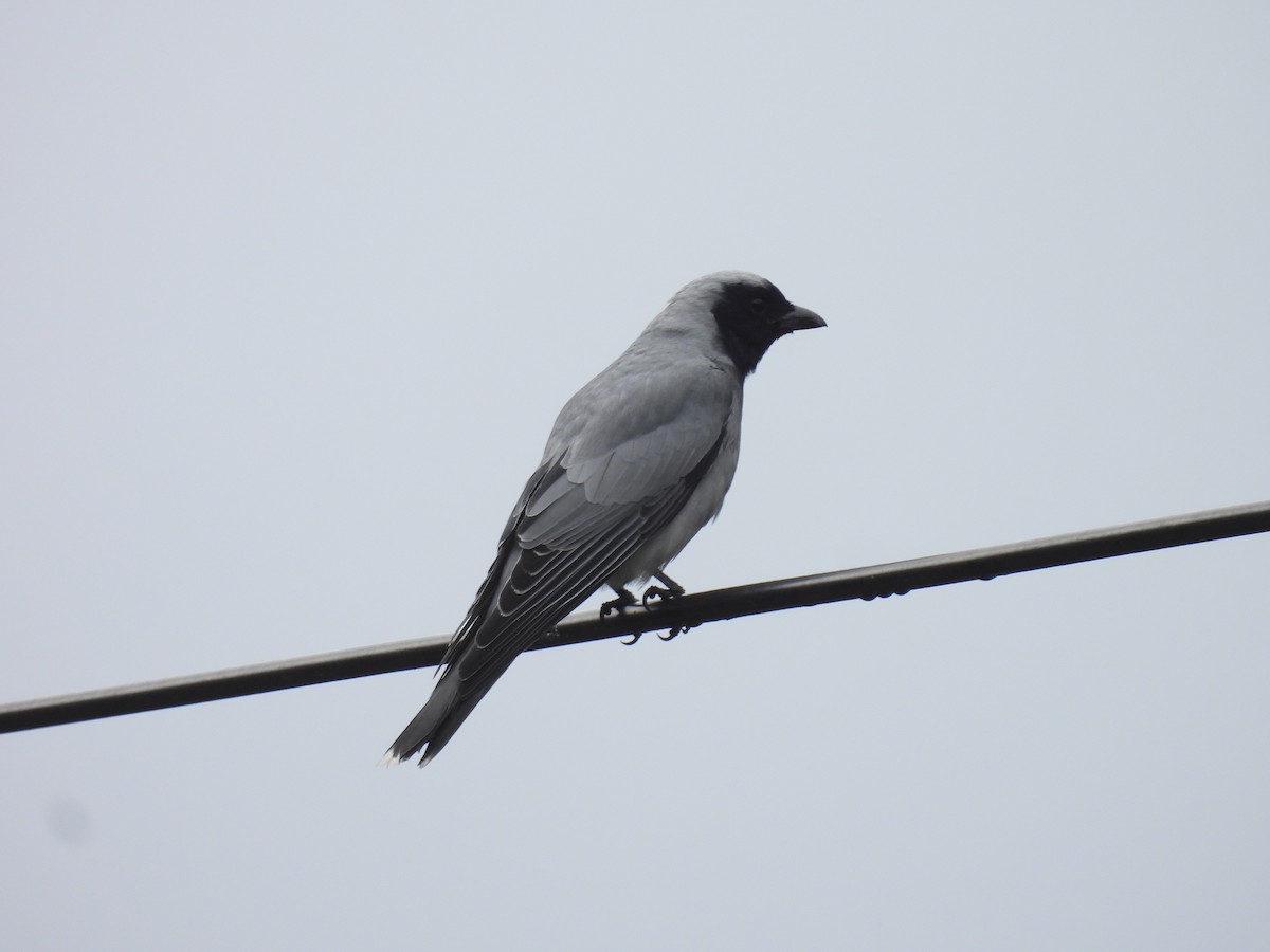 Black-faced Cuckooshrike - ML641158302