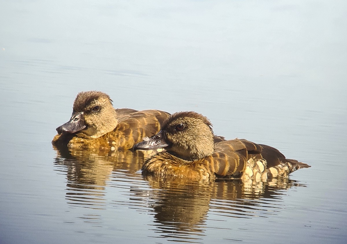 Spotted Whistling-Duck - ML641158326