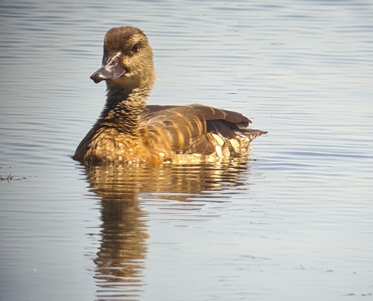Spotted Whistling-Duck - ML641158327