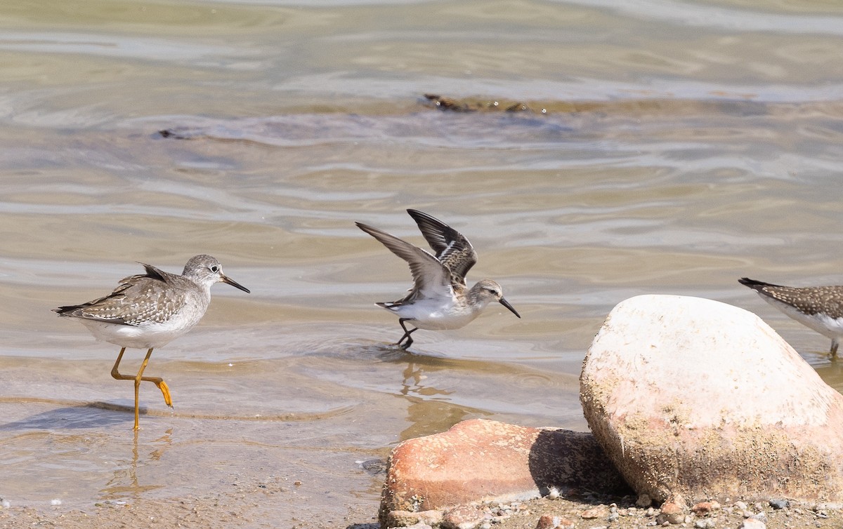 Bergstrandläufer - ML641158340