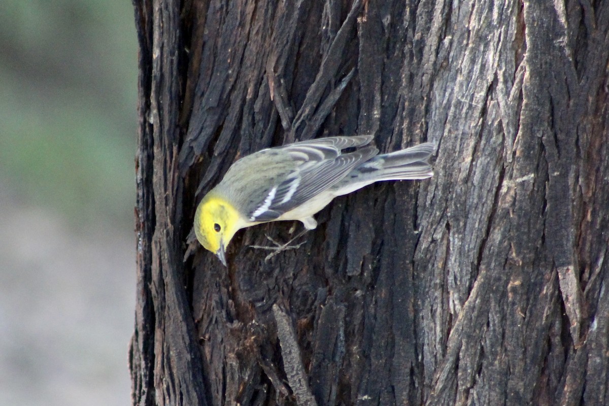 Hermit Warbler - ML641158344