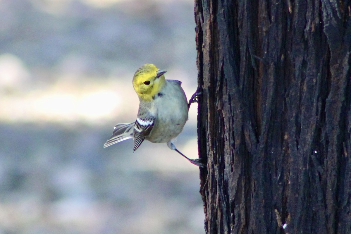 Hermit Warbler - ML641158345
