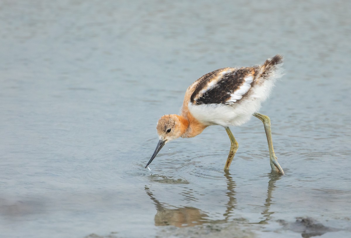 American Avocet - ML641158370