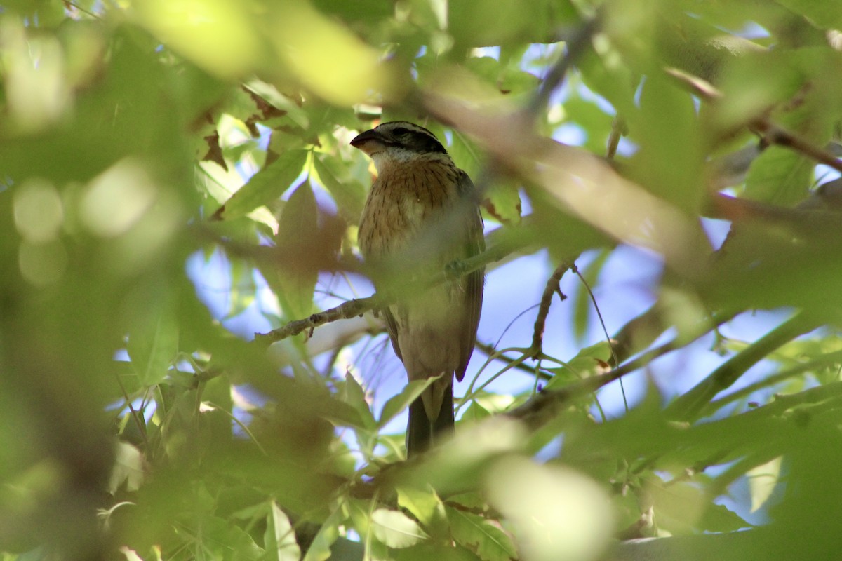 Black-headed Grosbeak - ML641158388