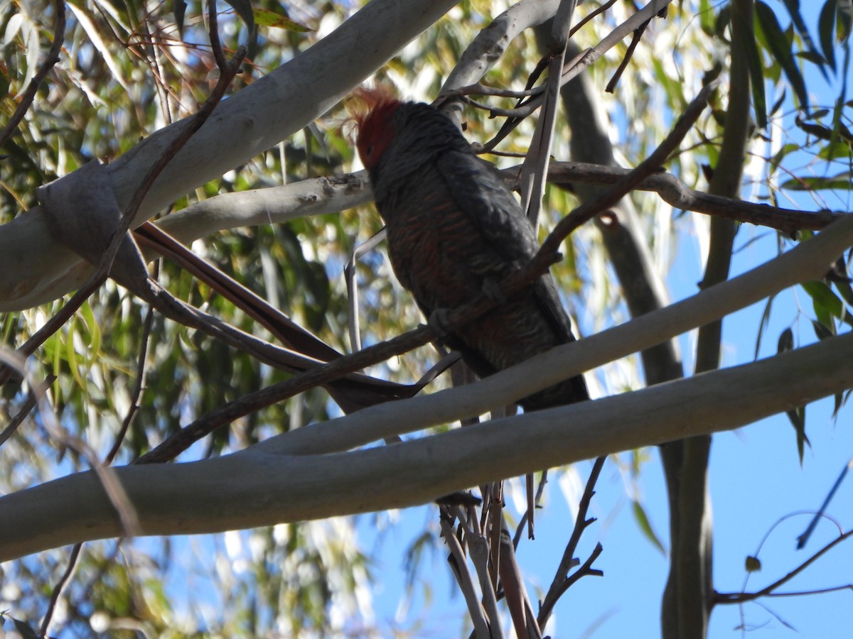 Gang-gang Cockatoo - ML641158397