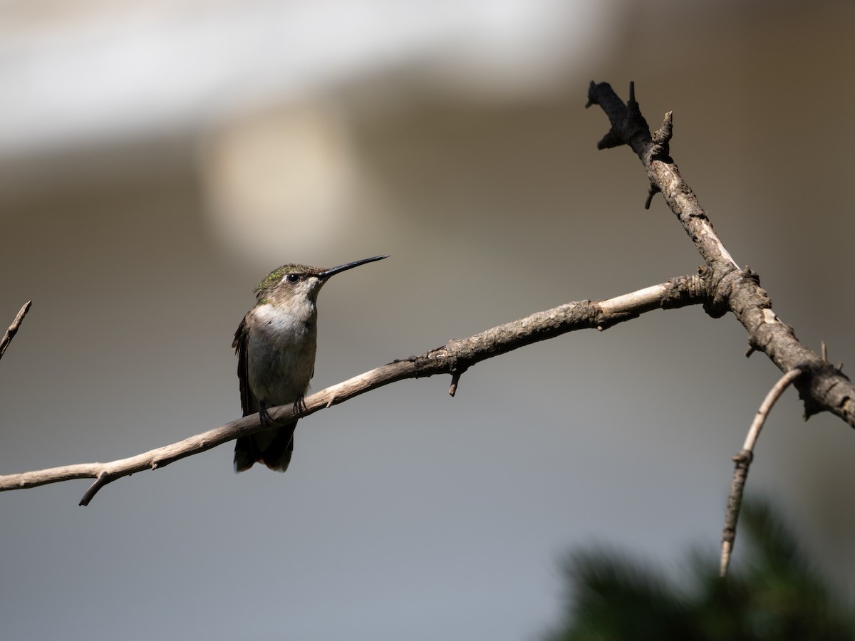 Ruby-throated Hummingbird - ML641158410