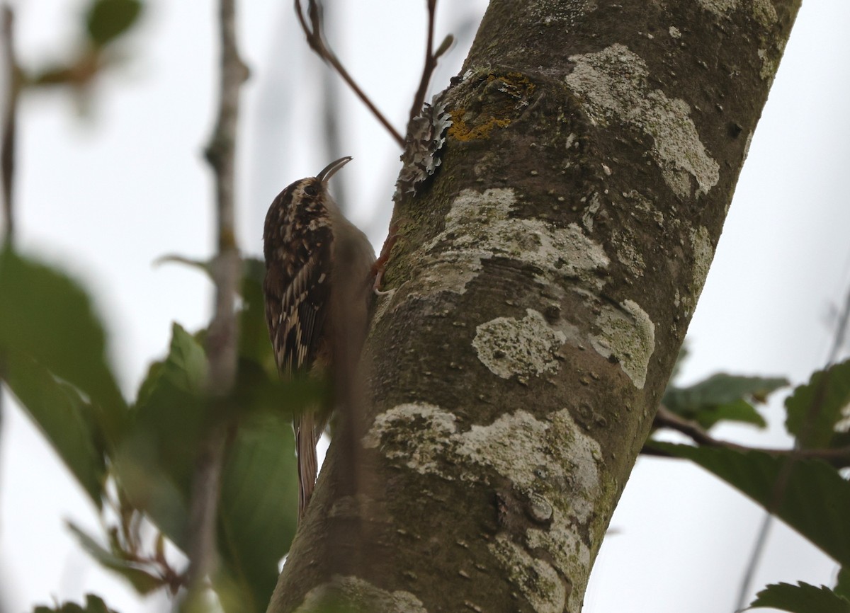 Brown Creeper - ML641158415