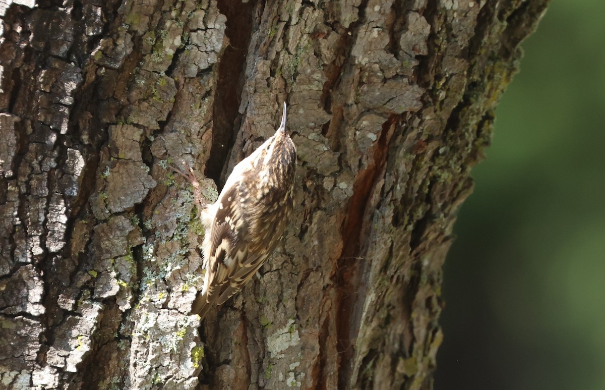 Brown Creeper - ML641158416