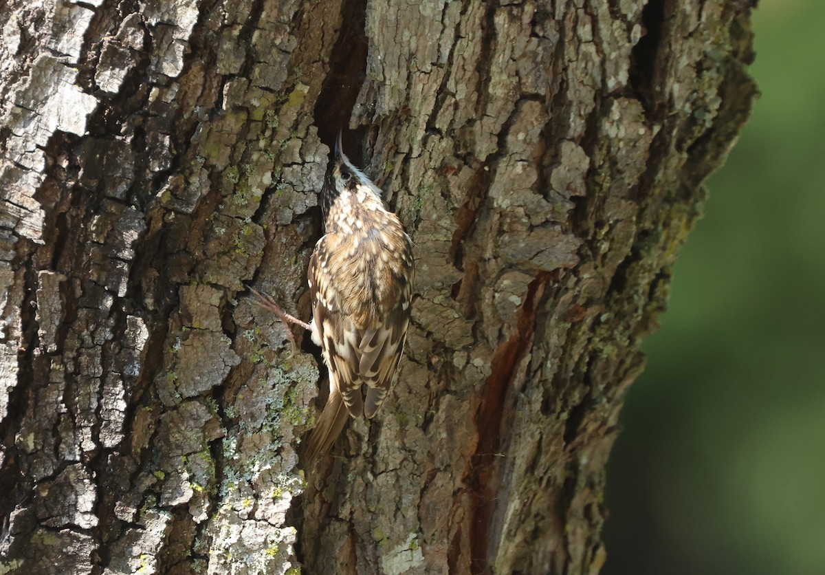 Brown Creeper - ML641158418