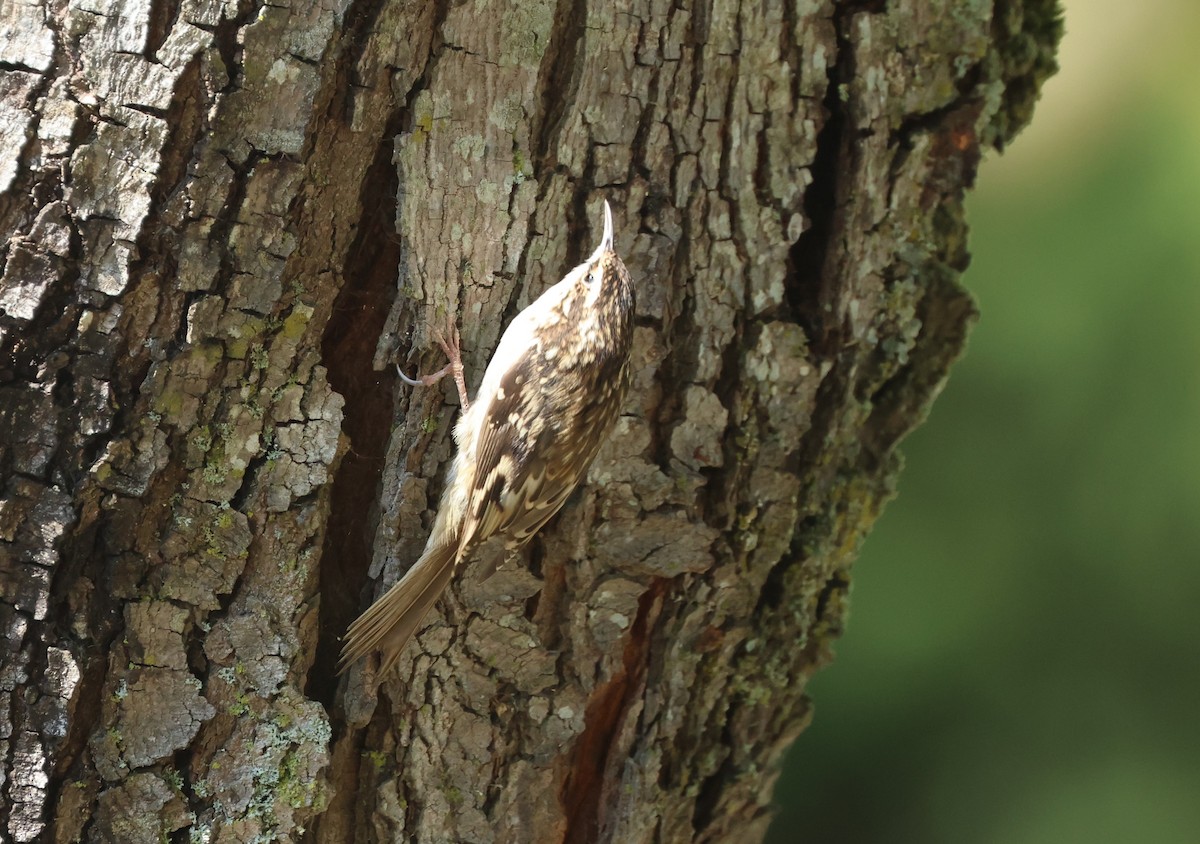 Brown Creeper - ML641158419