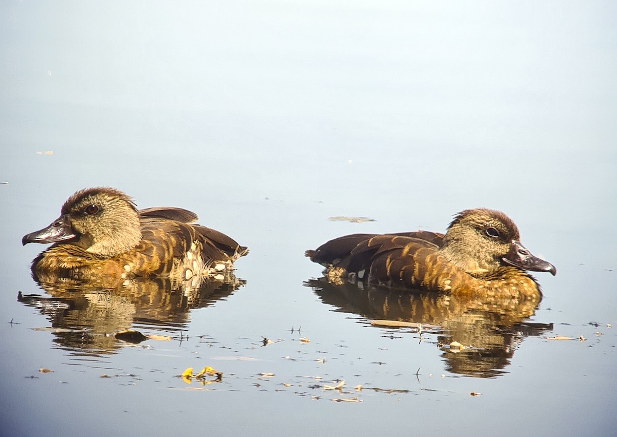 Spotted Whistling-Duck - ML641158469