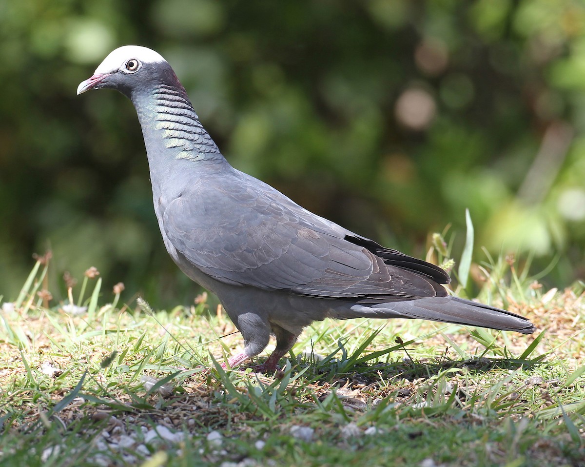 White-crowned Pigeon - ML641158472