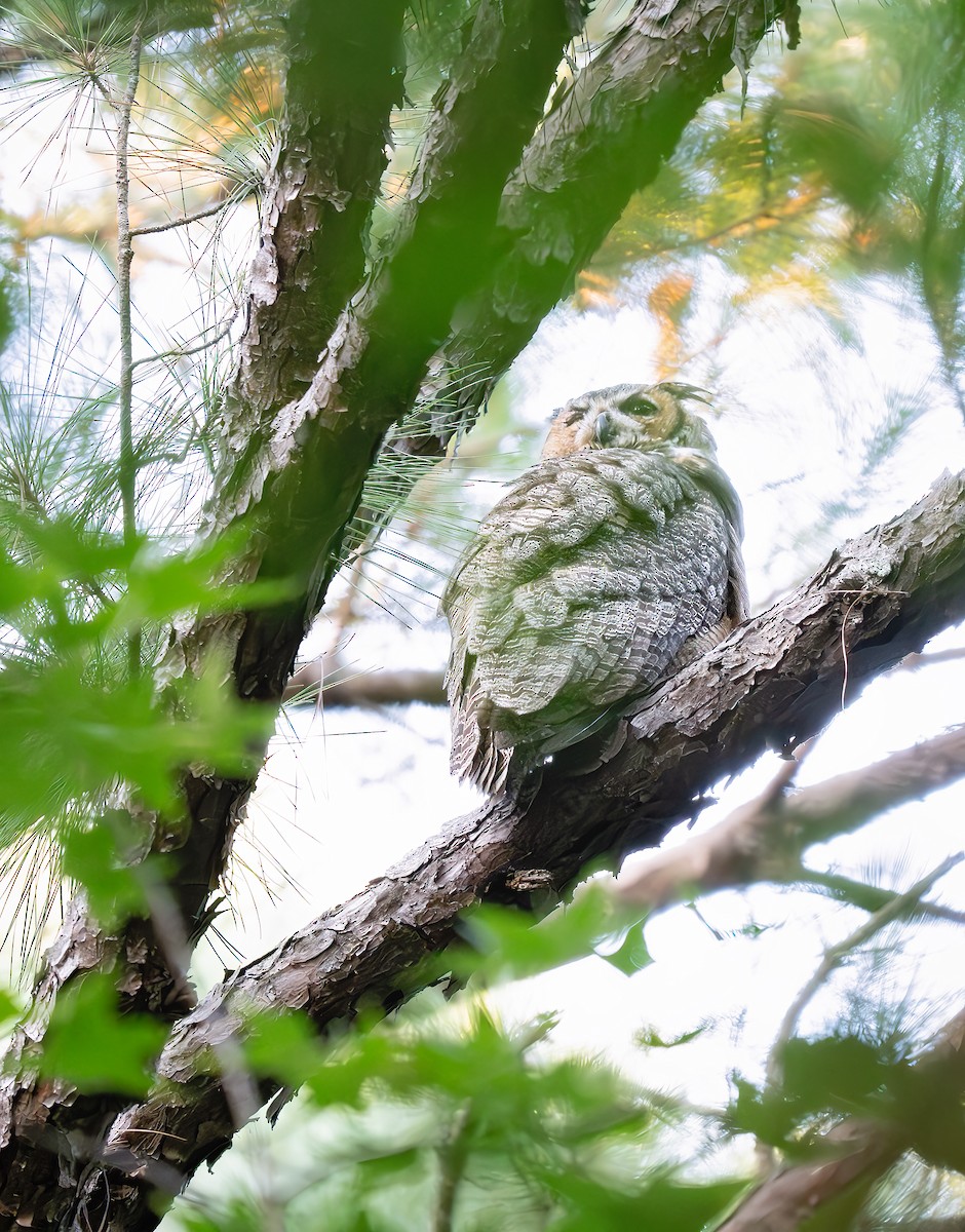Great Horned Owl - ML641158526