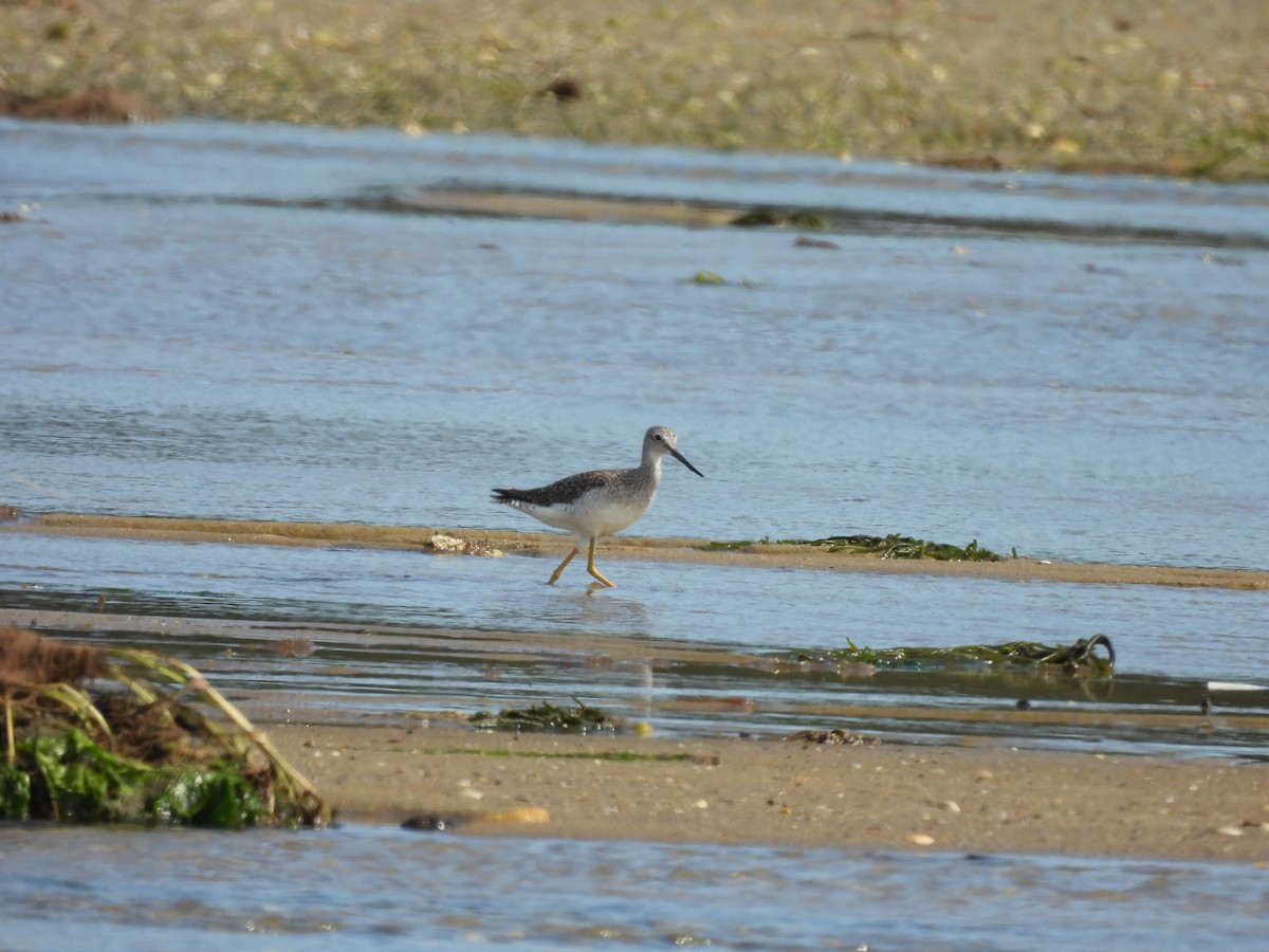 Greater Yellowlegs - ML641158547