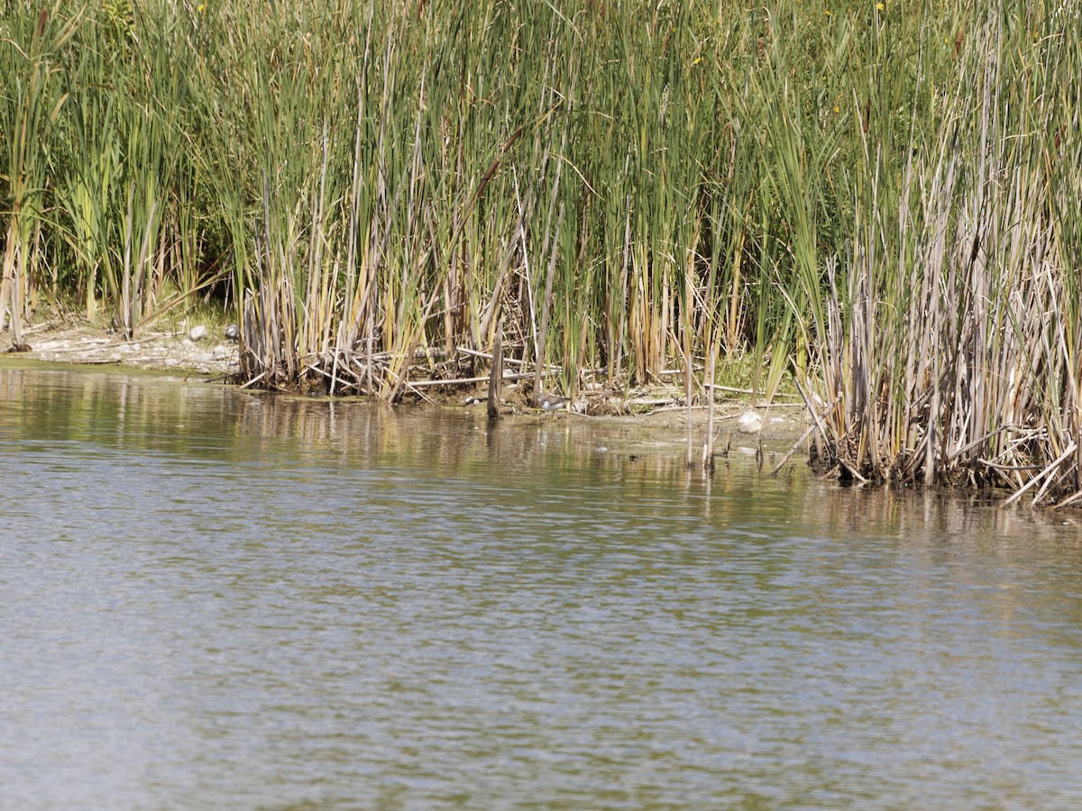 Spotted Sandpiper - ML641158554