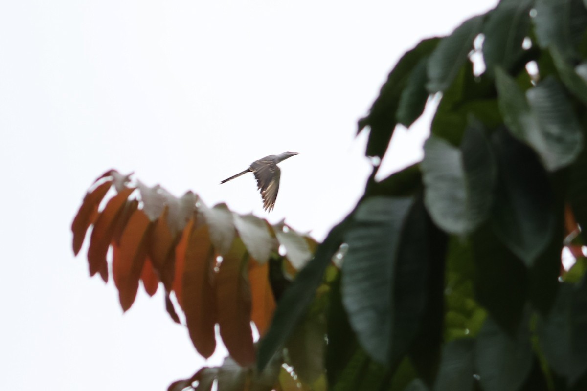 Channel-billed Cuckoo - ML641158587