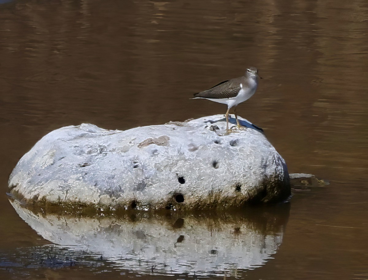 Spotted Sandpiper - ML641158588