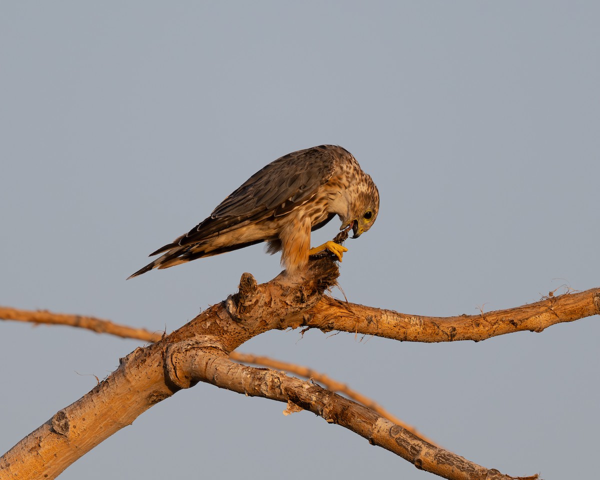 Merlin - ML641158590
