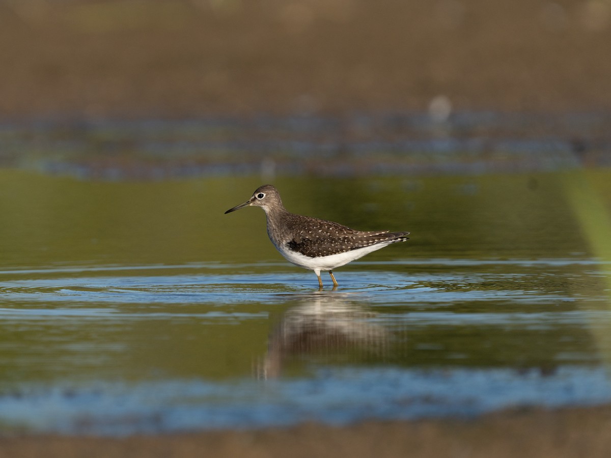 Solitary Sandpiper - ML641158591