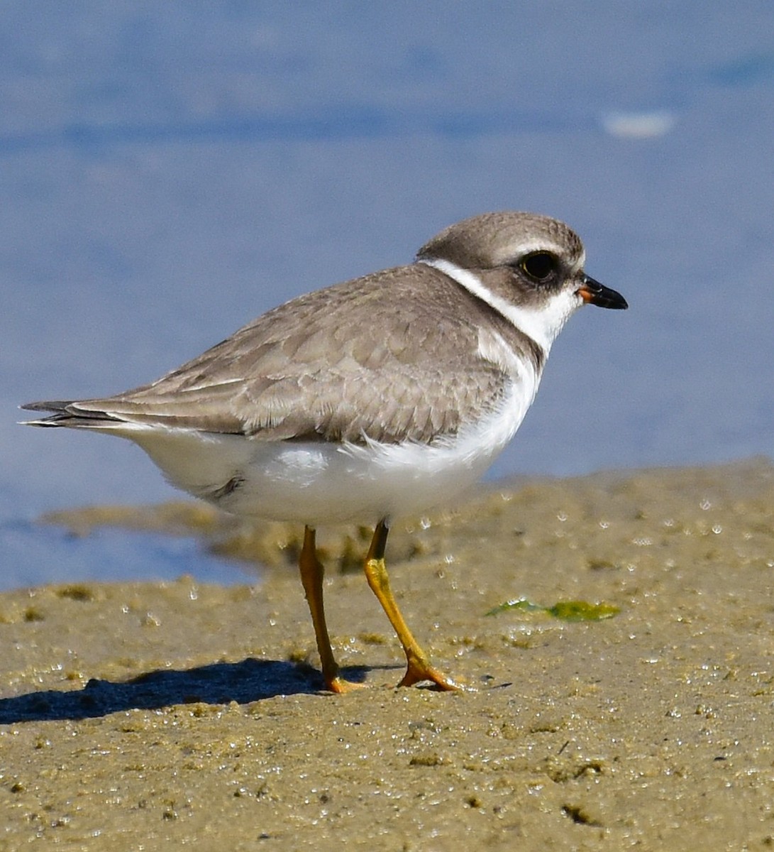 Semipalmated Plover - ML641158620