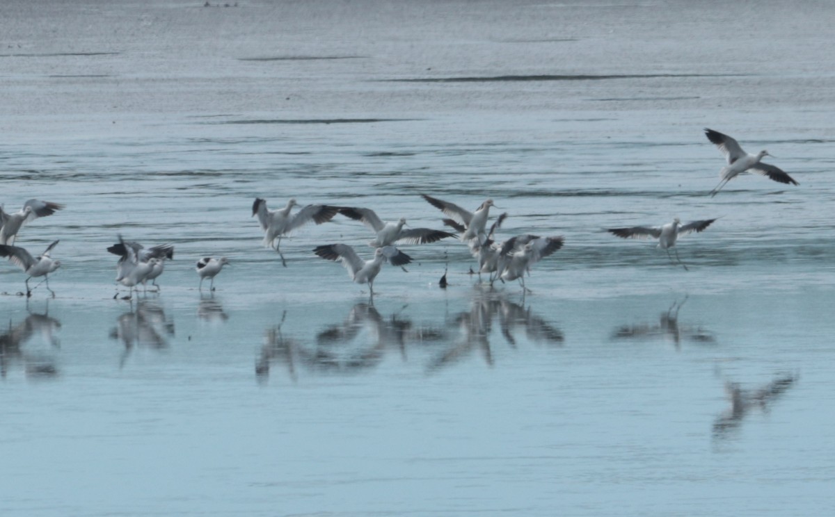 American Avocet - ML641158621