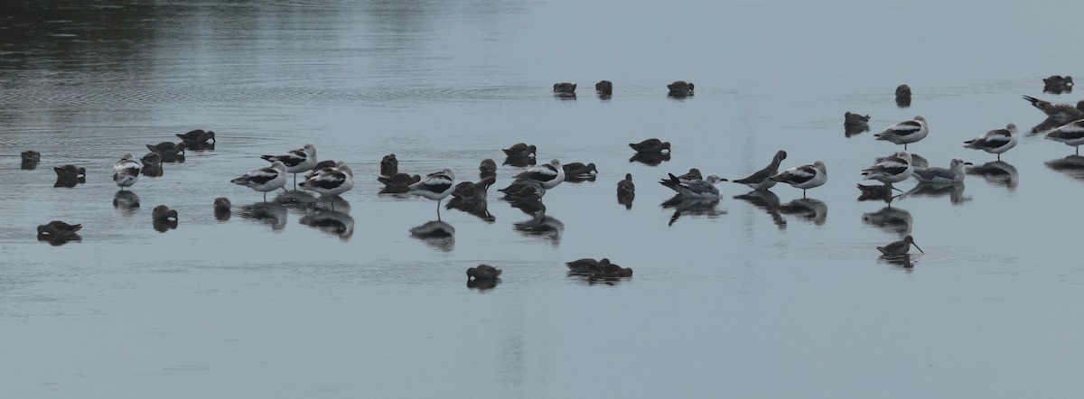 American Avocet - ML641158622