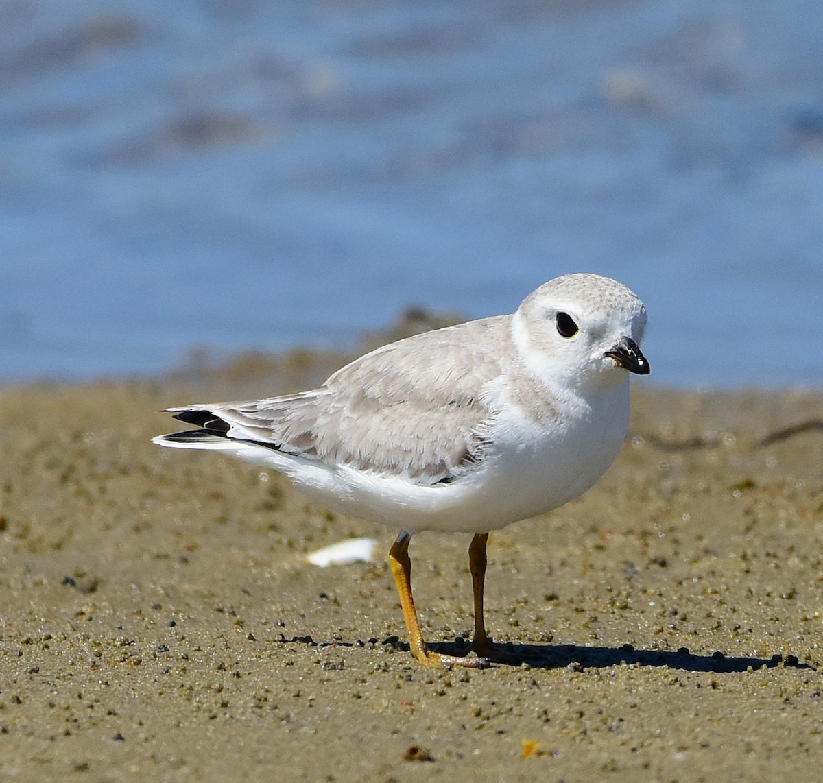Piping Plover - ML641158628