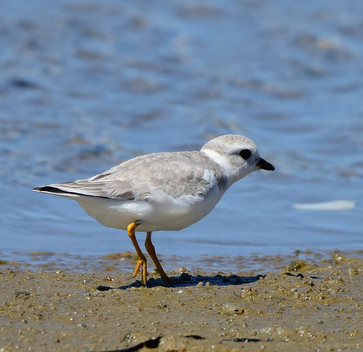 Piping Plover - ML641158629