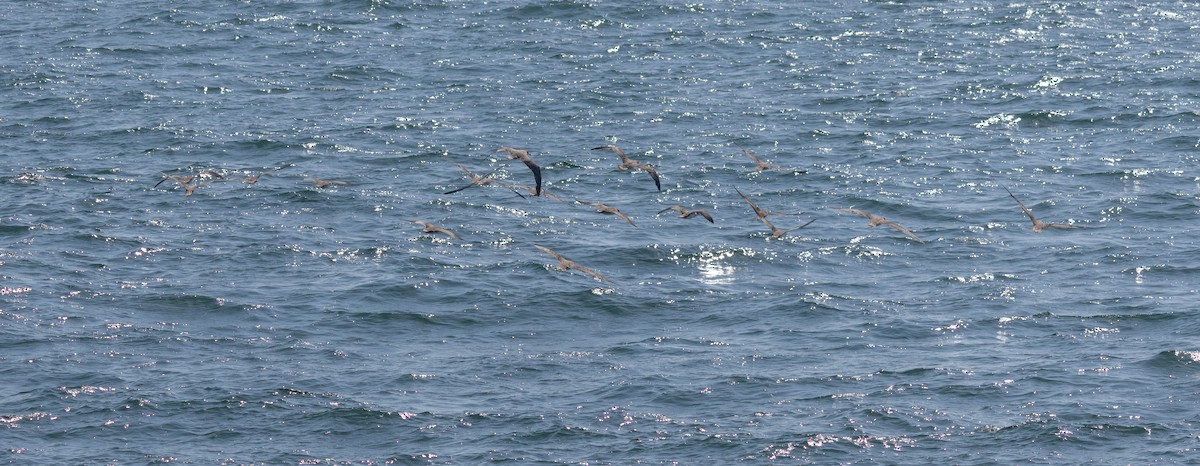 shearwater sp. - ML641158630