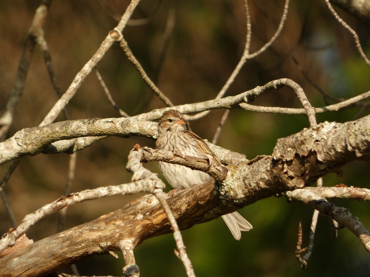 Chipping Sparrow - ML641158649