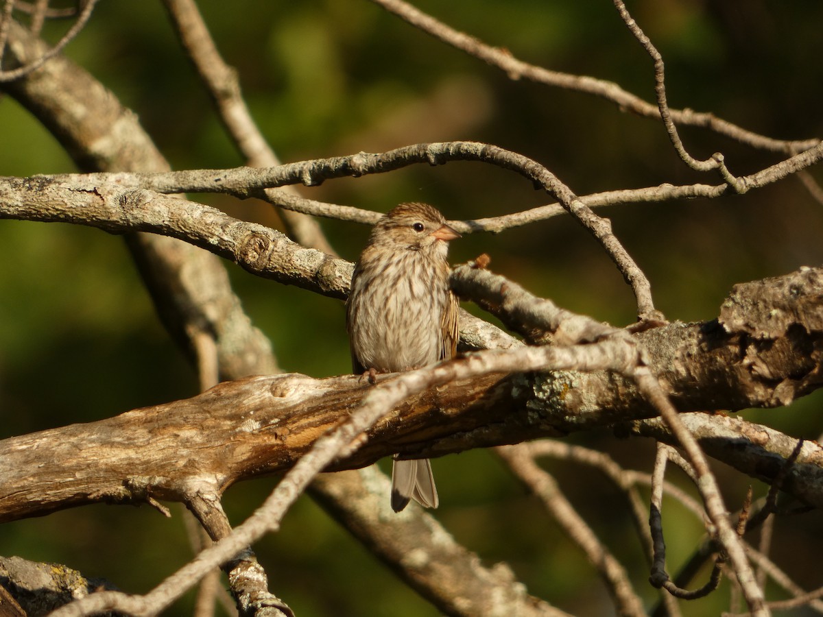 Chipping Sparrow - ML641158650