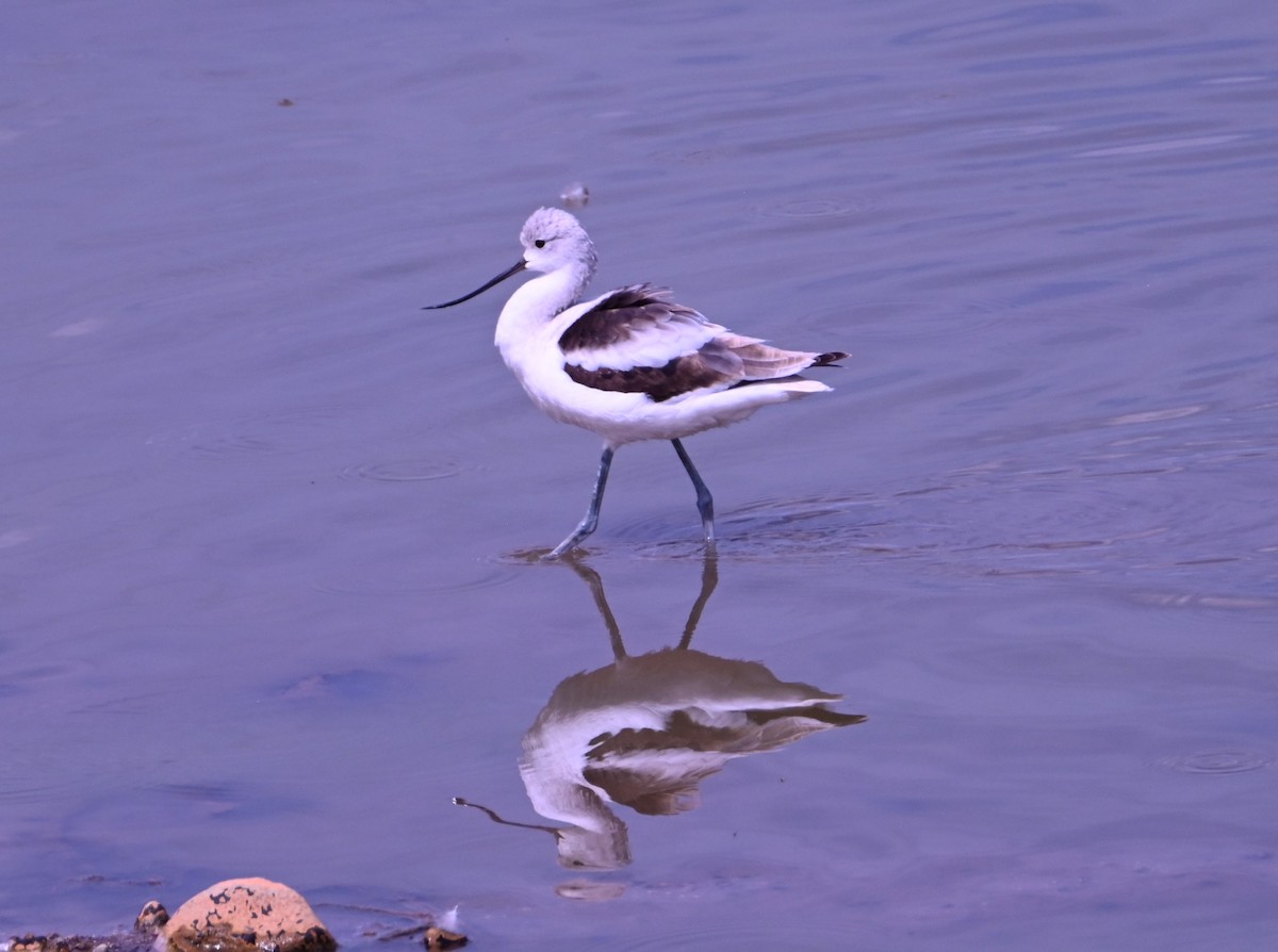 American Avocet - ML641158687