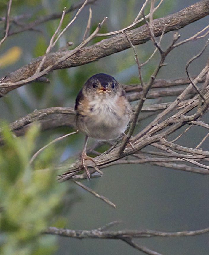 Marsh Wren - ML641158698