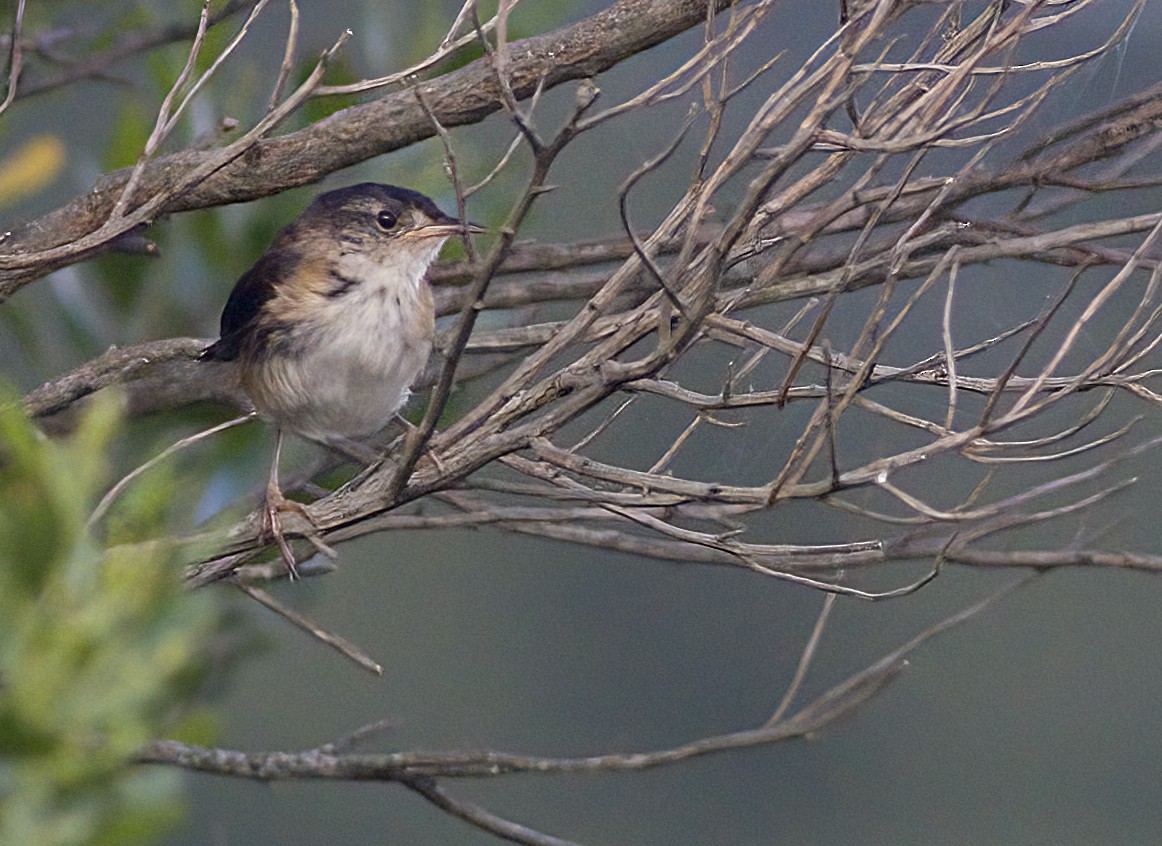 Marsh Wren - ML641158704