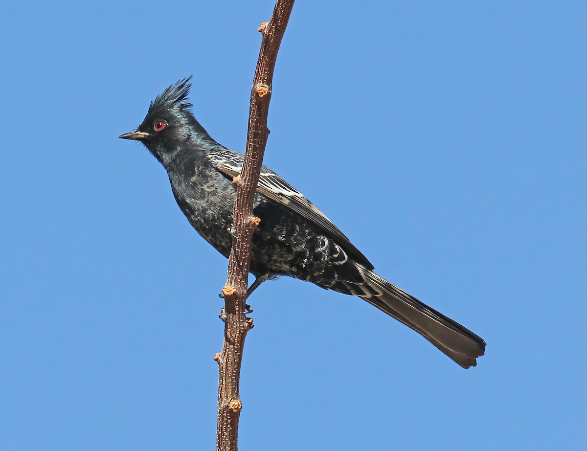 Phainopepla - ML641158706