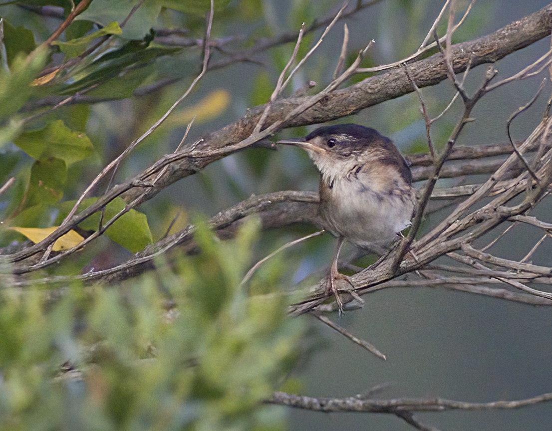 Marsh Wren - ML641158707