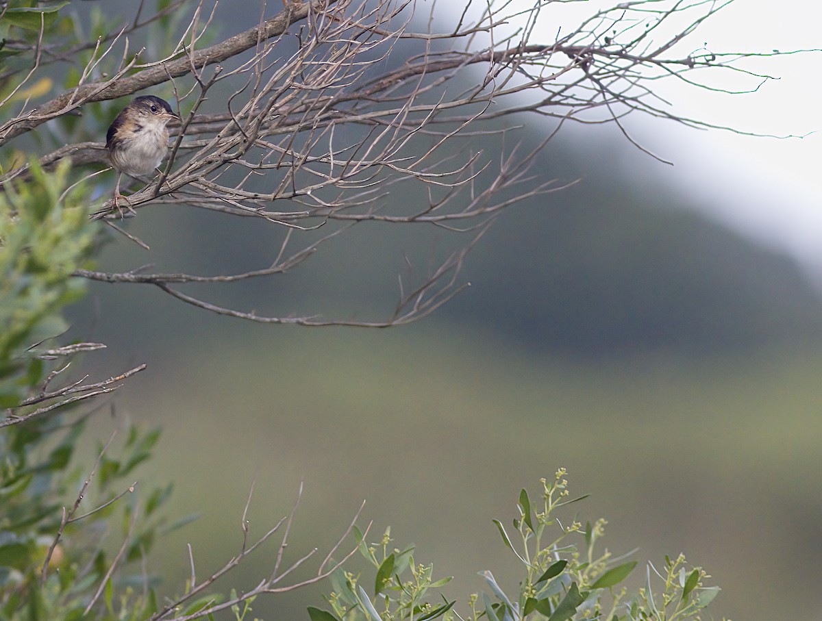 Marsh Wren - ML641158710
