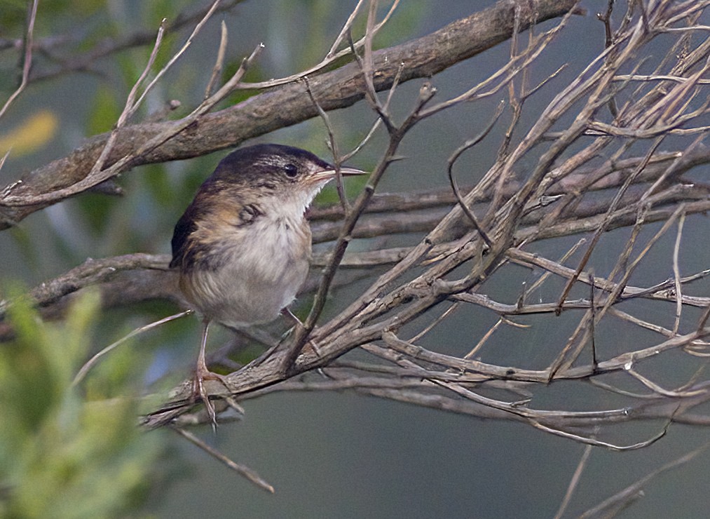 Marsh Wren - ML641158717