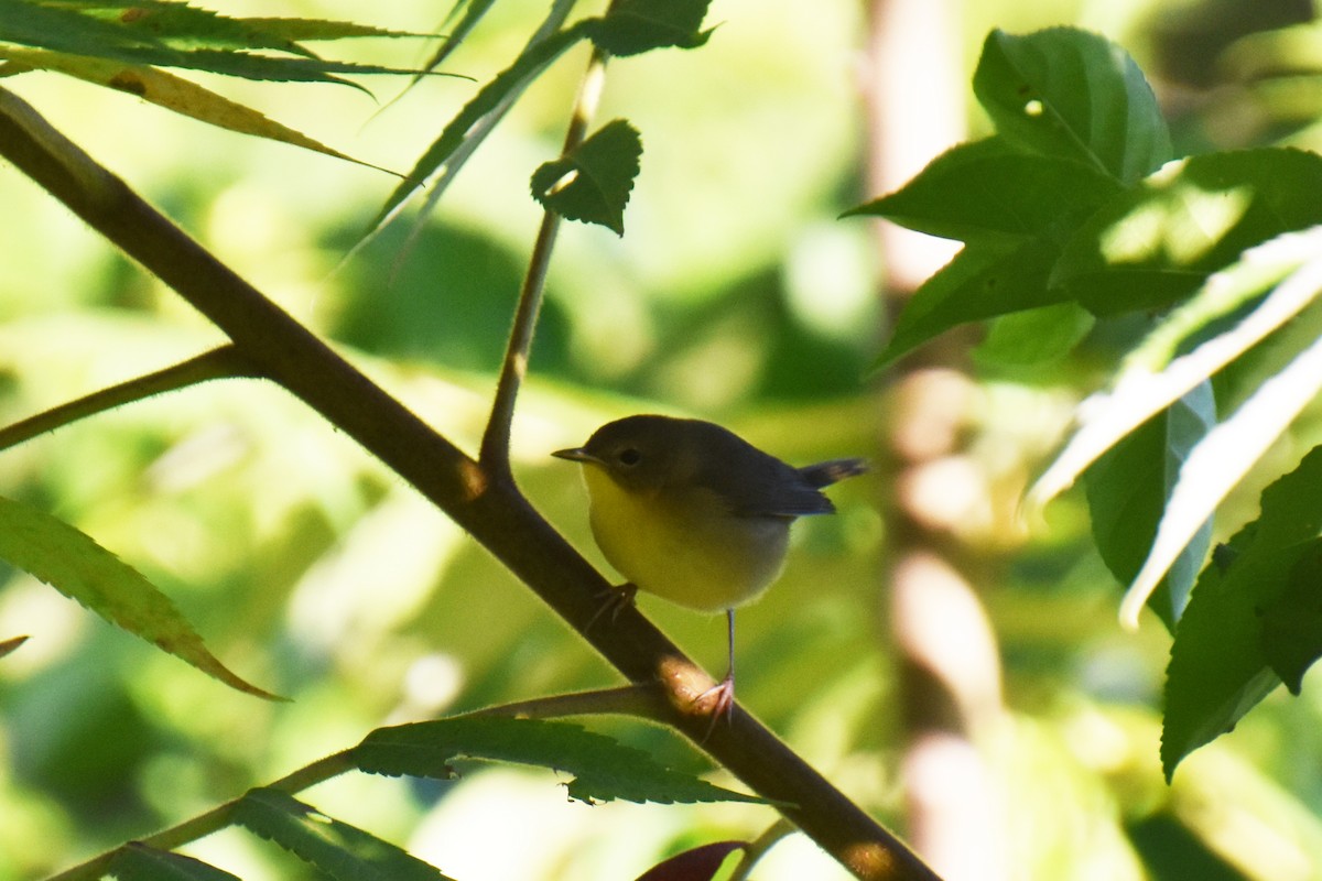Common Yellowthroat - ML641158732