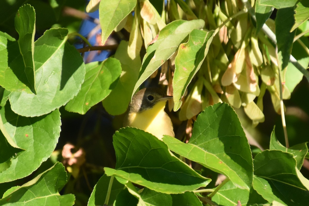 Common Yellowthroat - ML641158734