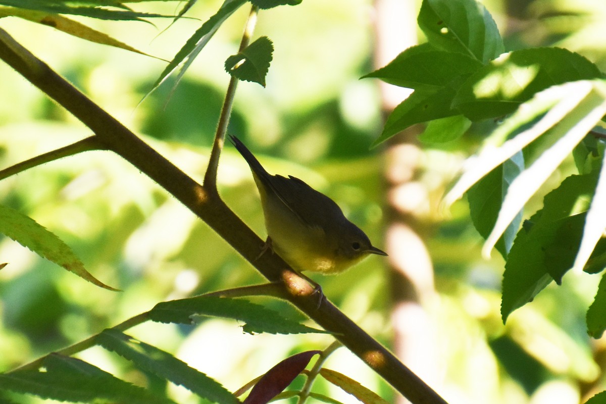 Common Yellowthroat - ML641158735