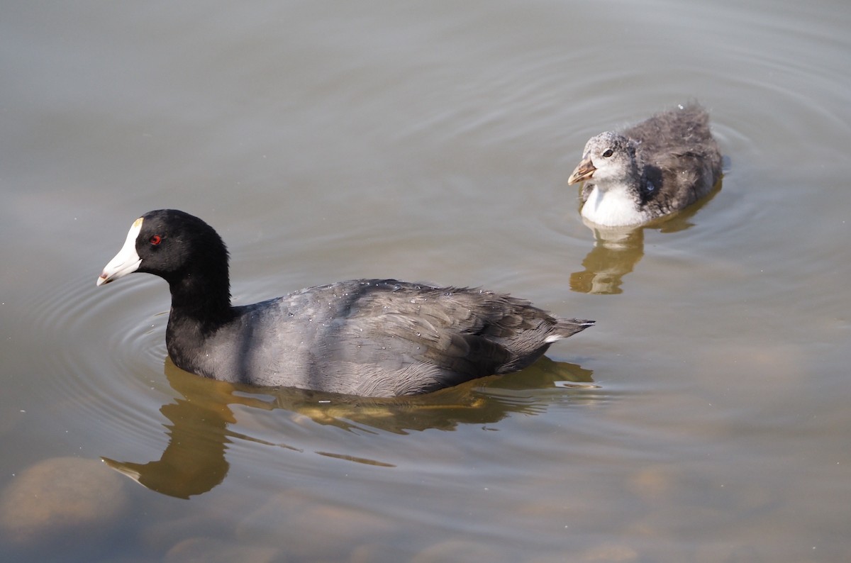 American Coot (Red-shielded) - ML641158778