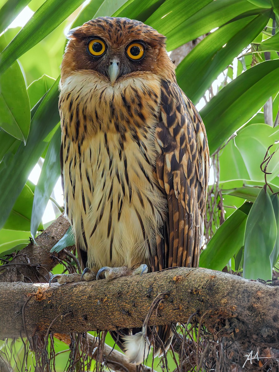 Philippine Eagle-Owl - ML641158783