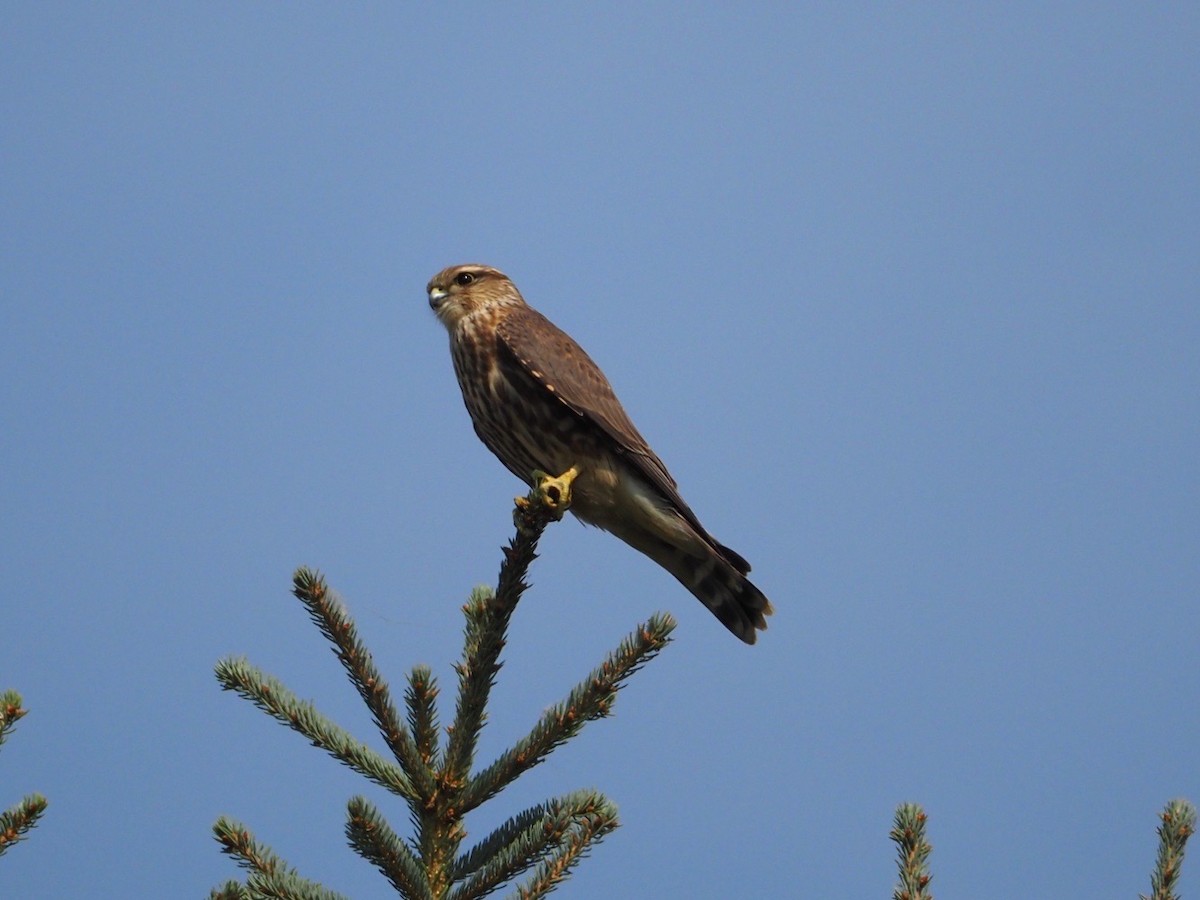 Merlin - ML641158792