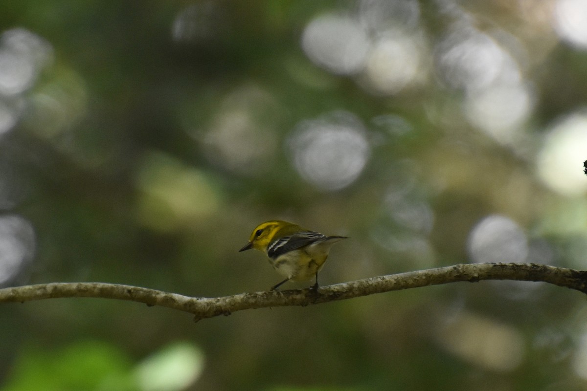 Black-throated Green Warbler - ML641158802