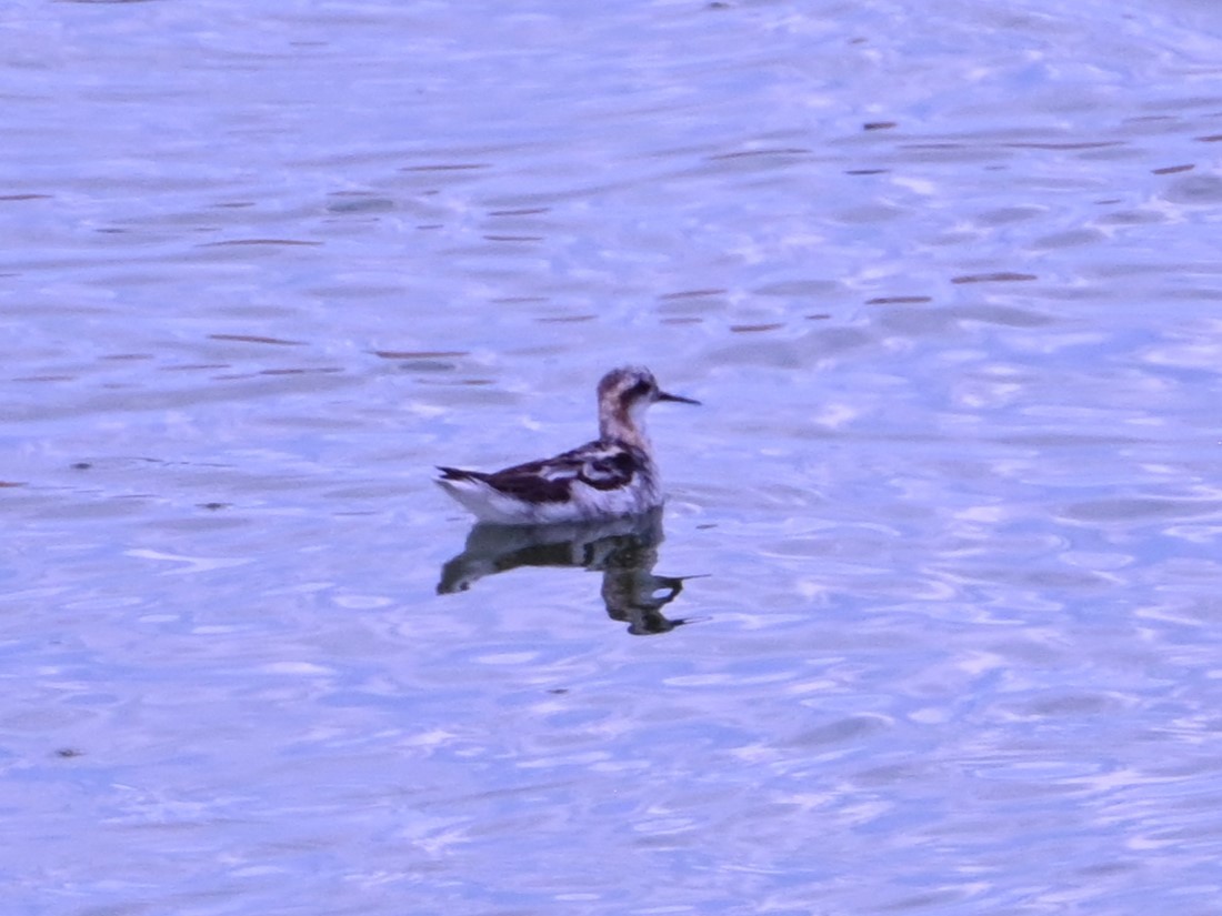 svømmesnipe - ML641158803